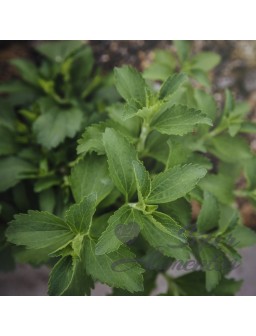 planta de stevia